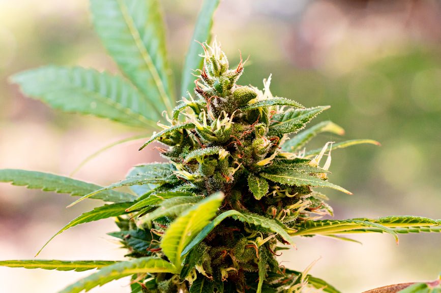 CBD à Béziers - Fleurs et résines Zamal